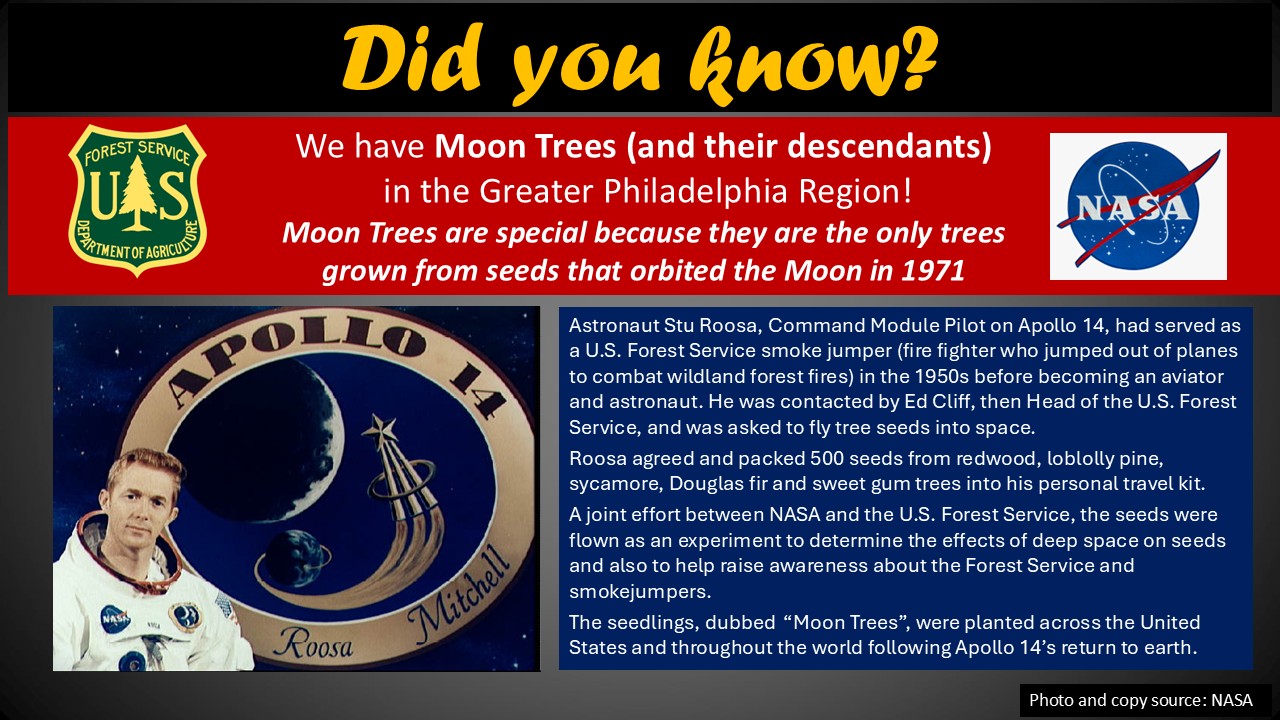 Moon Trees